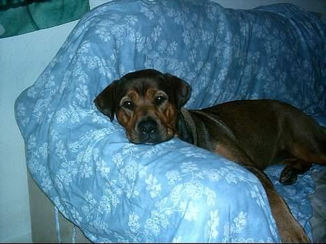 Blanding af racer rottweiler/Am.Bull Klunte billede 9