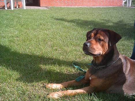 Blanding af racer rottweiler/Am.Bull Klunte billede 10