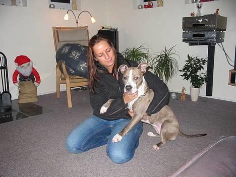 Amerikansk staffordshire terrier Bonzo *Himmelhund, den smukkeste af alle* - Bonzos gamle samlever, Xena, som nu desværre er død. (Altså hunden) billede 20