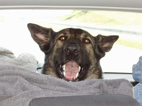 Schæferhund Amagers Asja - HJÆÆÆLP, kan i ikke se jeg bliver køresyg. xP billede 20