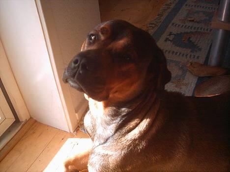 Blanding af racer rottweiler/Am.Bull Klunte billede 11