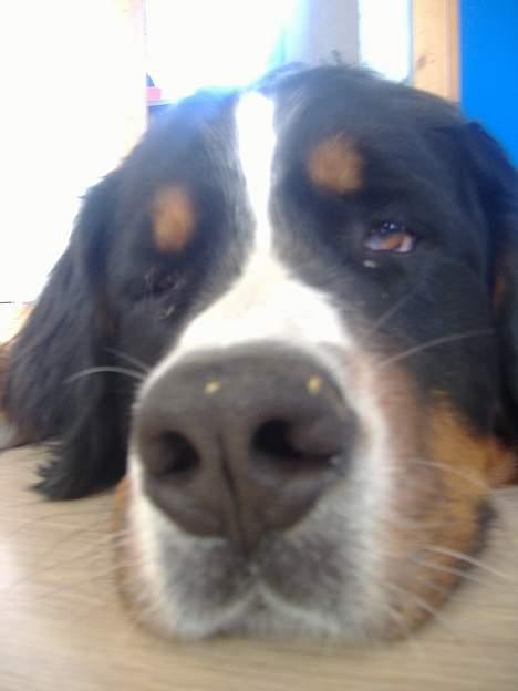 Berner sennenhund Balder (: - ~billede1~Juni2006. Hæhæ, et lille nærbillede (: Bemærk, ham har to krummer på snuden d: [Fotograf: mig] billede 1