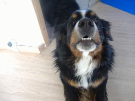 Berner sennenhund Balder (: - ~billede2~Juni2006. UUUUh, han strækker sig (: , er han ikke nuser? .. [Fotograg: mig] billede 2
