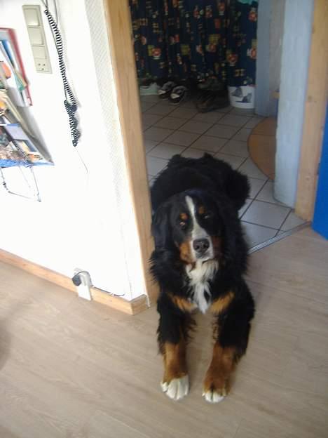 Berner sennenhund Balder (: - ~billede3~Juni2006. Hæhæ, han er da sød<3 [Fotograf: mig] billede 3