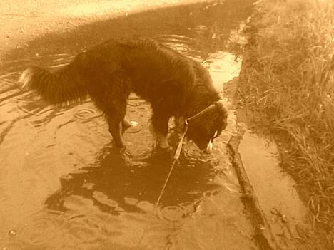 Berner sennenhund Balder (: - ~billede4~August2006. Soppe´soppe i vandpytten(: [fotograf: mig] billede 4