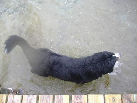 Berner sennenhund Balder (: - ~billede5~Juli2006. Ah, en badetur i Mariger Fjord (;<3 [fotograf: mig] billede 5