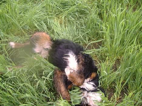 Berner sennenhund Balder (: - ~billede6~ Juli2006. Ahh, en rulle tur i den våde mark d: [fotograf: mig] billede 6