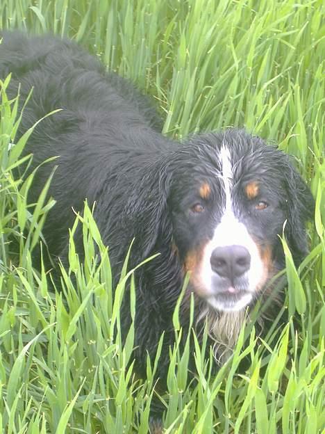 Berner sennenhund Balder (: - ~billede7~ Juli2006. Hehe, synes han er reet nuttet når han er våd (:<3 [fotograf: mig] billede 7