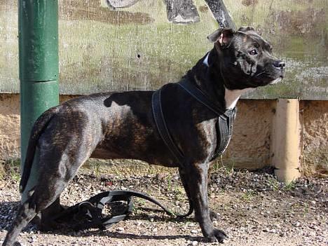 Staffordshire bull terrier Luna - Smukke Luna (16 mdr.)  billede 20