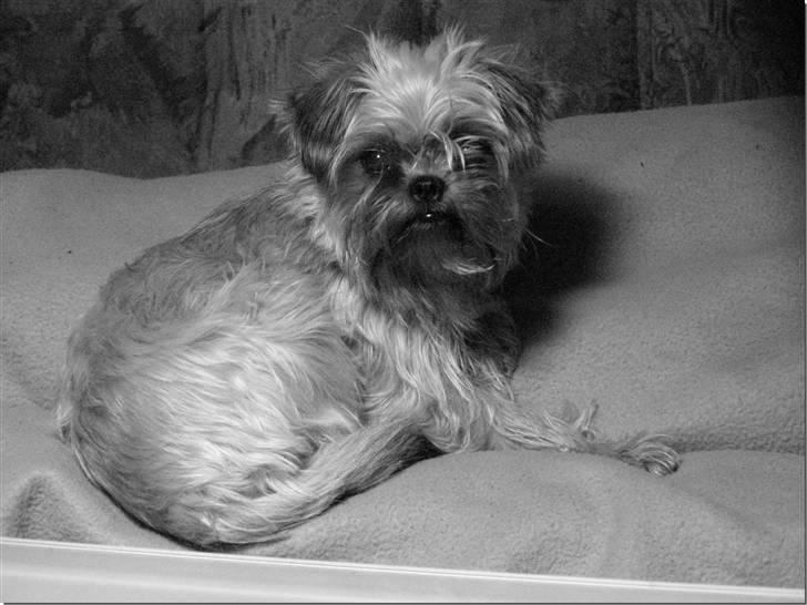 Blanding af racer Zita - 3 måneder billede 1