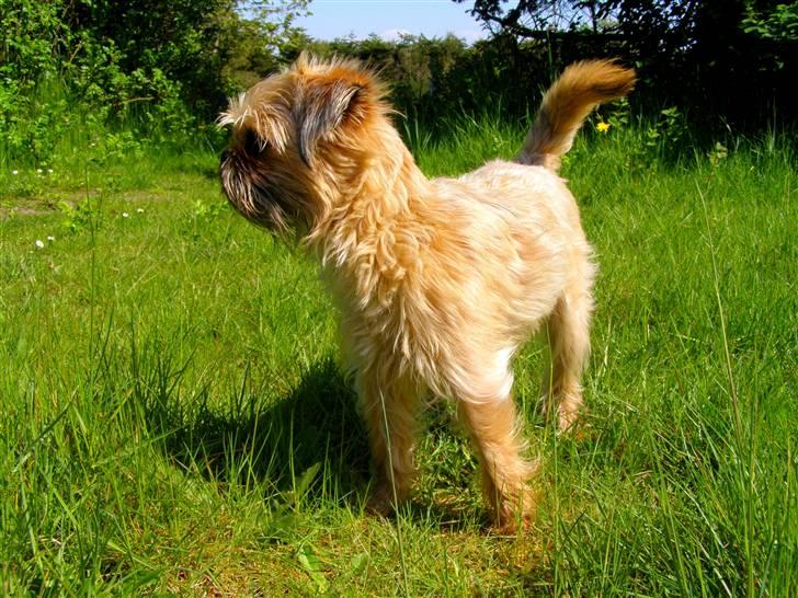 Blanding af racer Zita - 3 måneder billede 2