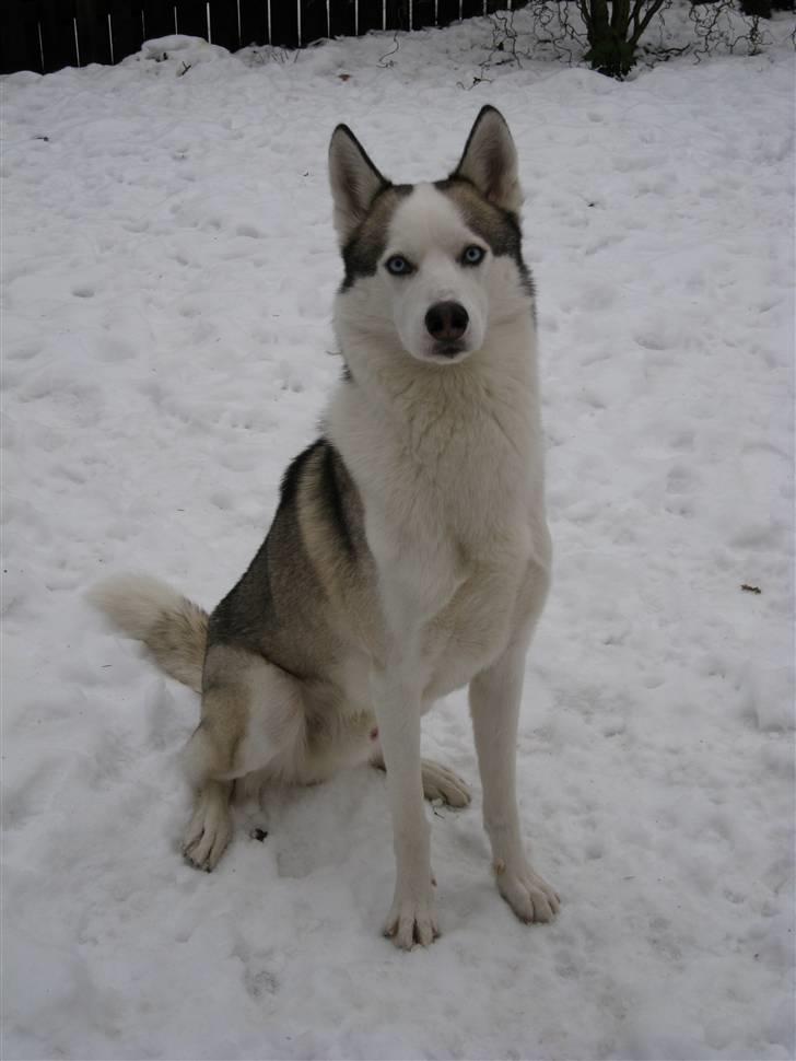 Siberian husky Kenzo billede 11