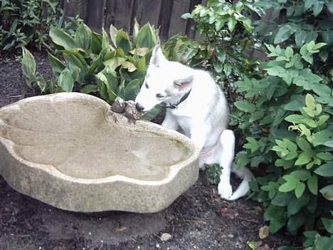 Siberian husky Kenzo - Det var da en sjov fugl.. Den smager ikk ret godt, gad vide om den er bedre at bide i?? billede 12