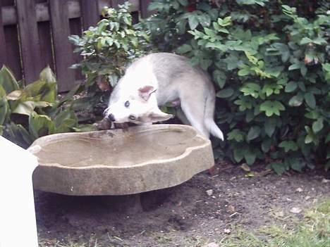 Siberian husky Kenzo - Nej det er nu heller ikk den store succes.. c",) billede 13