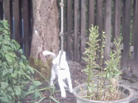 Siberian husky Kenzo - Hvem er det der holder ved det tov?? Slip så!!! billede 14