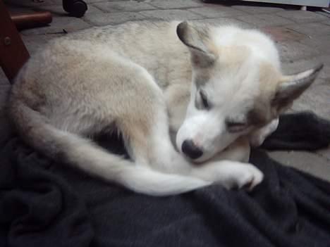 Siberian husky Kenzo billede 15