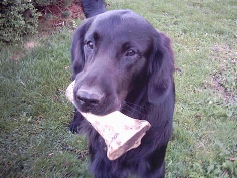 Flat coated retriever Snoppi billede 1