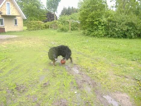 Berner sennenhund Balder (: - ~billede9~ August2006. HAn slår næsten hel gnuder på sig selv, over den bold (: [fotograf: mig] billede 9