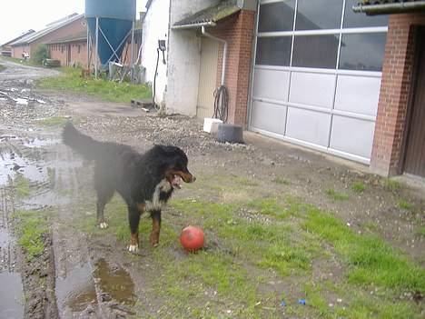 Berner sennenhund Balder (: - ~billede10~August2006. lege´lege, med bold 8)<3 [fotograf: mig] billede 10