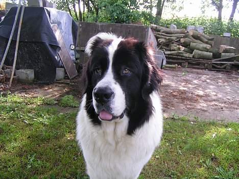 Landseer Zindy - Hej skal vi lege? billede 14