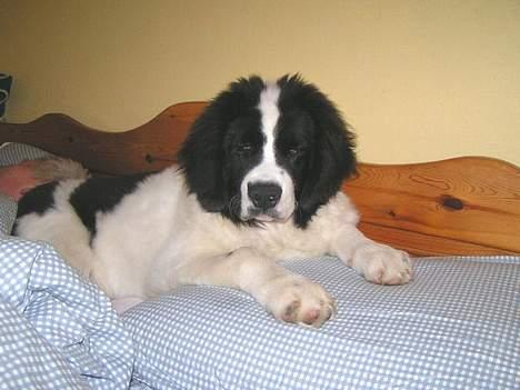 Landseer Zindy - Så skal vi sove. billede 15