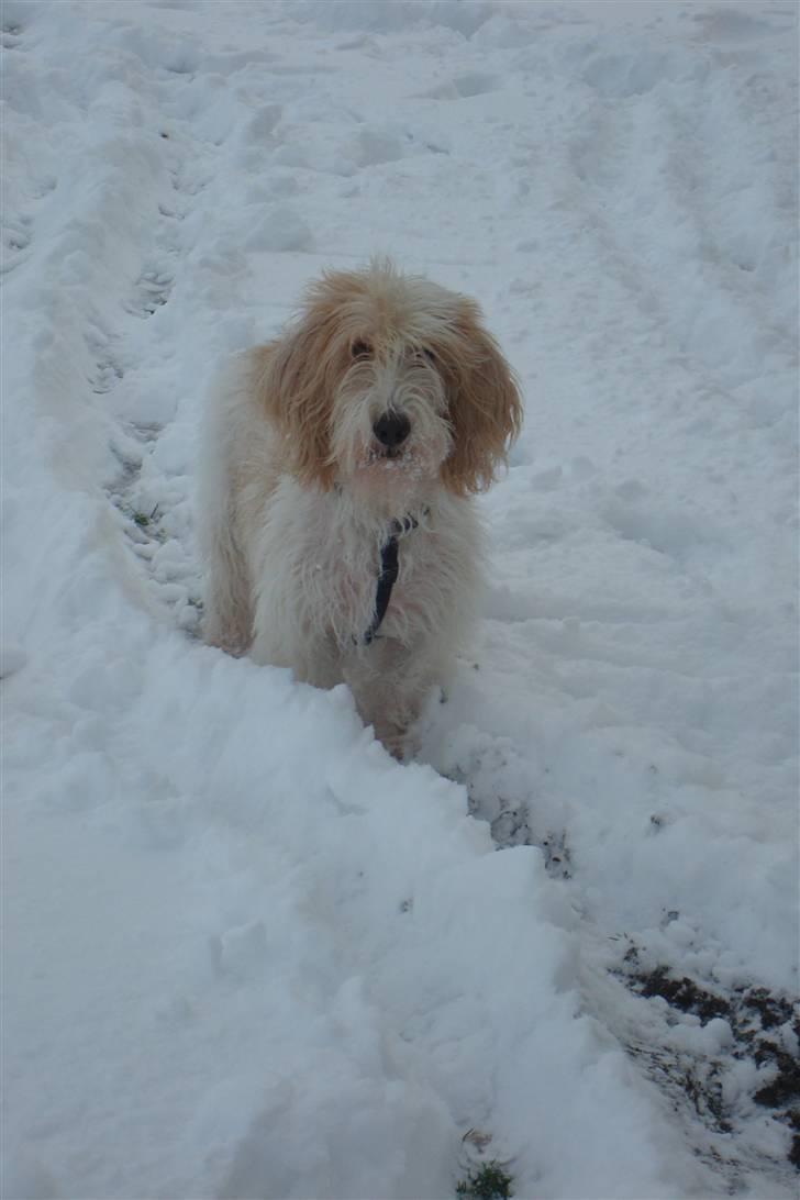 Petit basset griffon wendéen Felix - 17. december 2009 billede 16