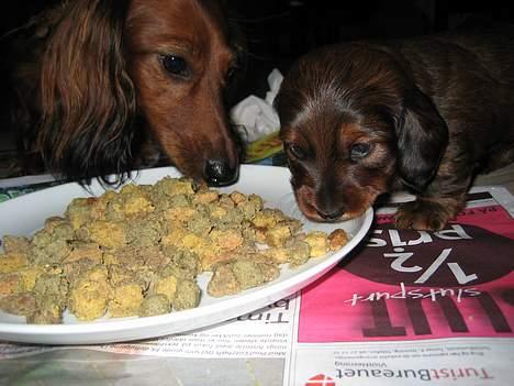 Dværggravhund Sille billede 15