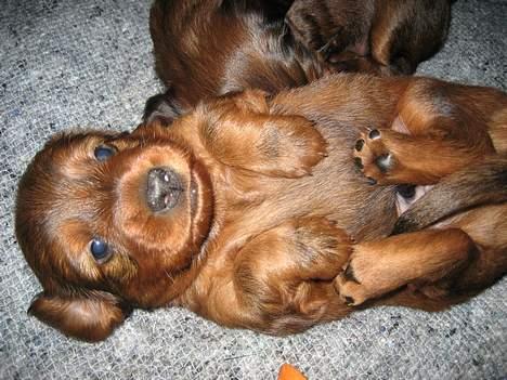 Dværggravhund Sille billede 16