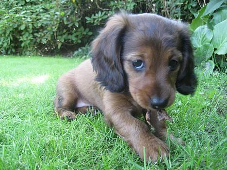 Dværggravhund Sille - Betterøv... Den førstefødte.. billede 17