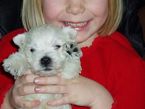 West highland white terrier Buster billede 1