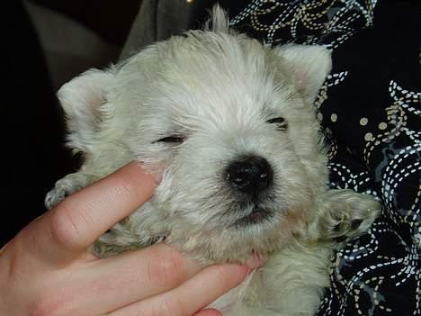 West highland white terrier Buster billede 2