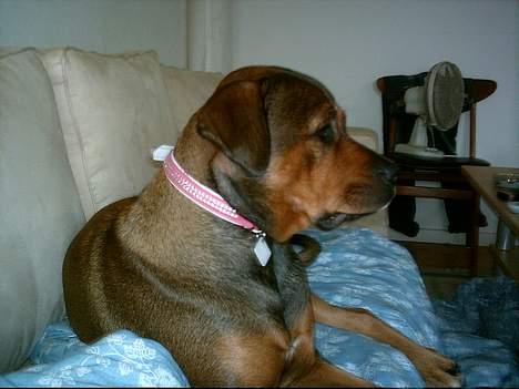 Blanding af racer rottweiler/Am.Bull Klunte billede 12