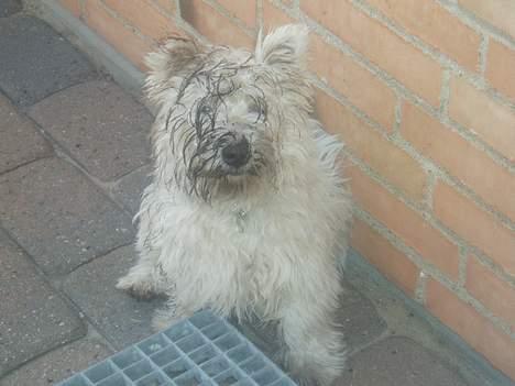West highland white terrier Buster billede 3
