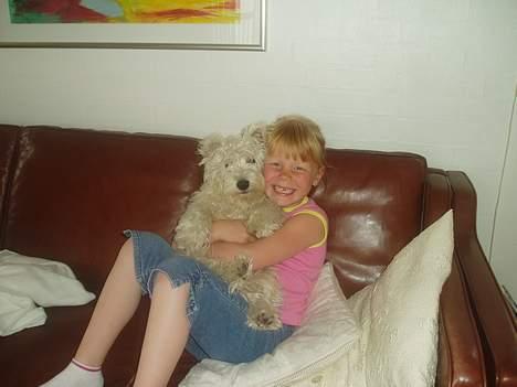 West highland white terrier Buster billede 4