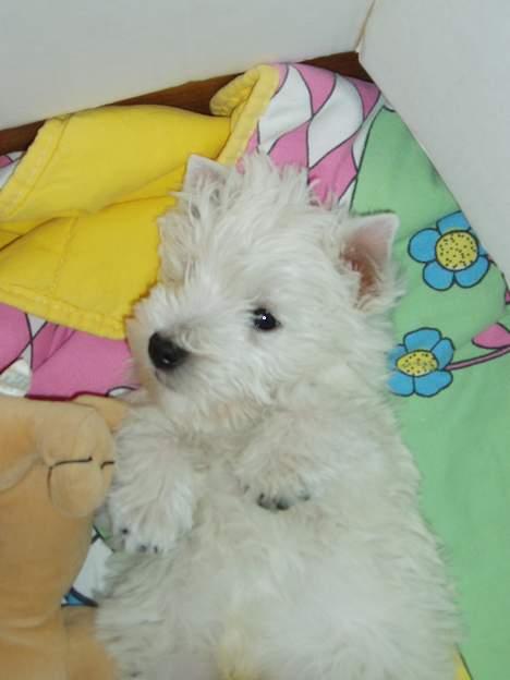 West highland white terrier Buster billede 5
