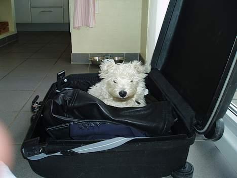 West highland white terrier Buster billede 6