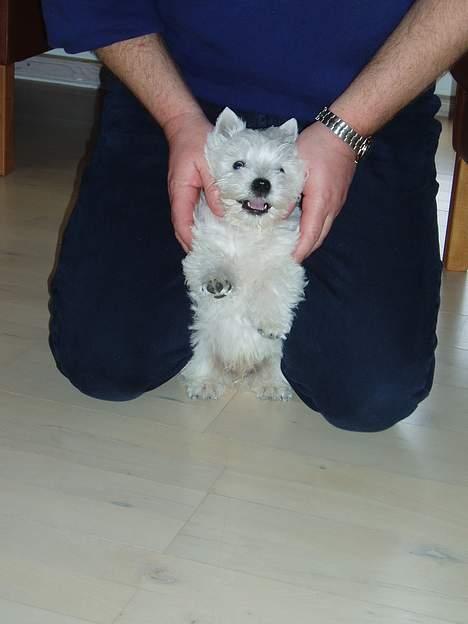 West highland white terrier Buster billede 7