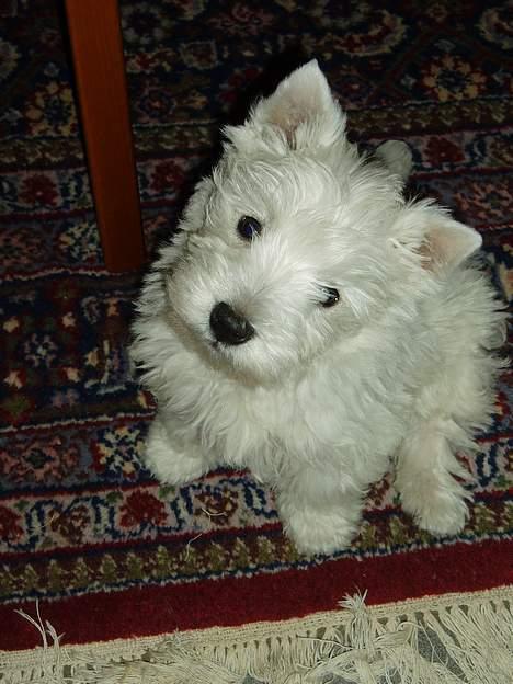 West highland white terrier Buster billede 8