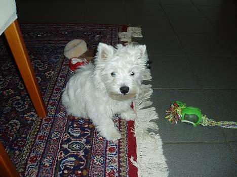 West highland white terrier Buster billede 9