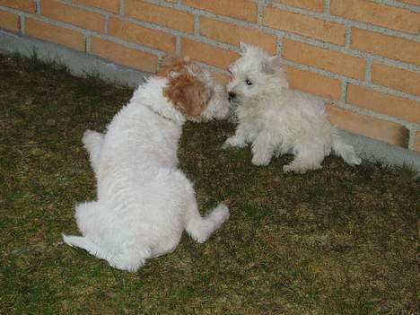 West highland white terrier Buster billede 10