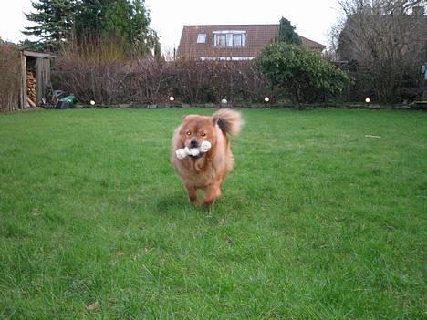 Chow chow Lazie (død 15/2-07) billede 10