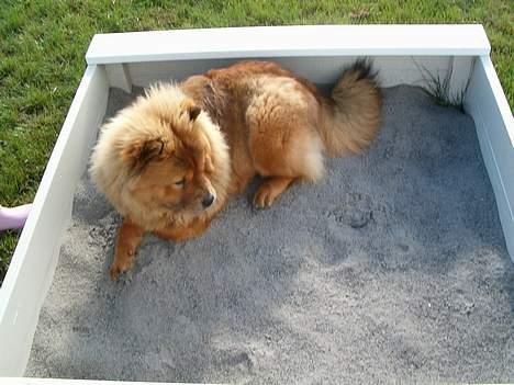 Chow chow Lazie (død 15/2-07) - Sandkassen er min bedste ven. ( Min mor aner ikke hvorfor!) billede 11