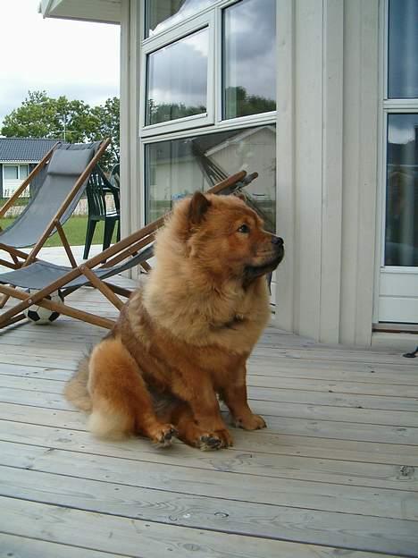 Chow chow Lazie (død 15/2-07) billede 13