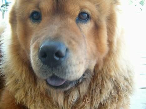 Chow chow Lazie (død 15/2-07) billede 14