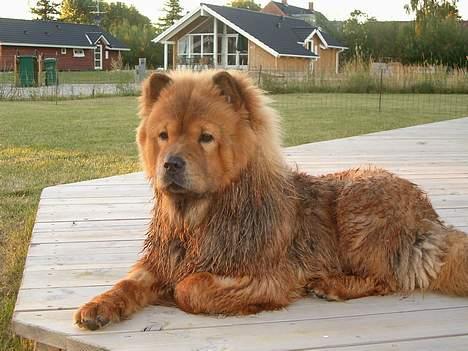 Chow chow Lazie (død 15/2-07) - Hva sker der... billede 16