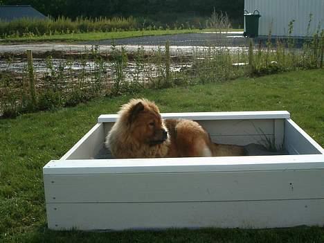 Chow chow Lazie (død 15/2-07) billede 17