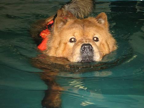 Chow chow Lazie (død 15/2-07) billede 18