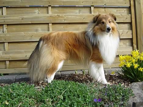 Shetland sheepdog Simba - Simba i haven 2006 billede 1
