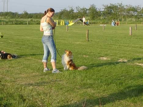 Shetland sheepdog Simba - Agilyti maj 2006 billede 2