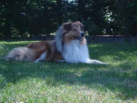 Shetland sheepdog Simba billede 3